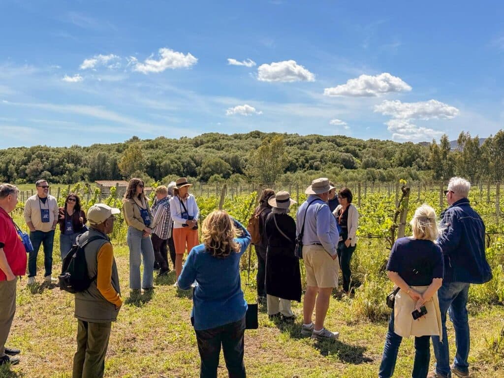 Guided group between the vine rows of Cantina Aru in the Valle del Cixerri near Iglesias